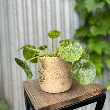 Pilea peperomioides Mohito | Pieniążek