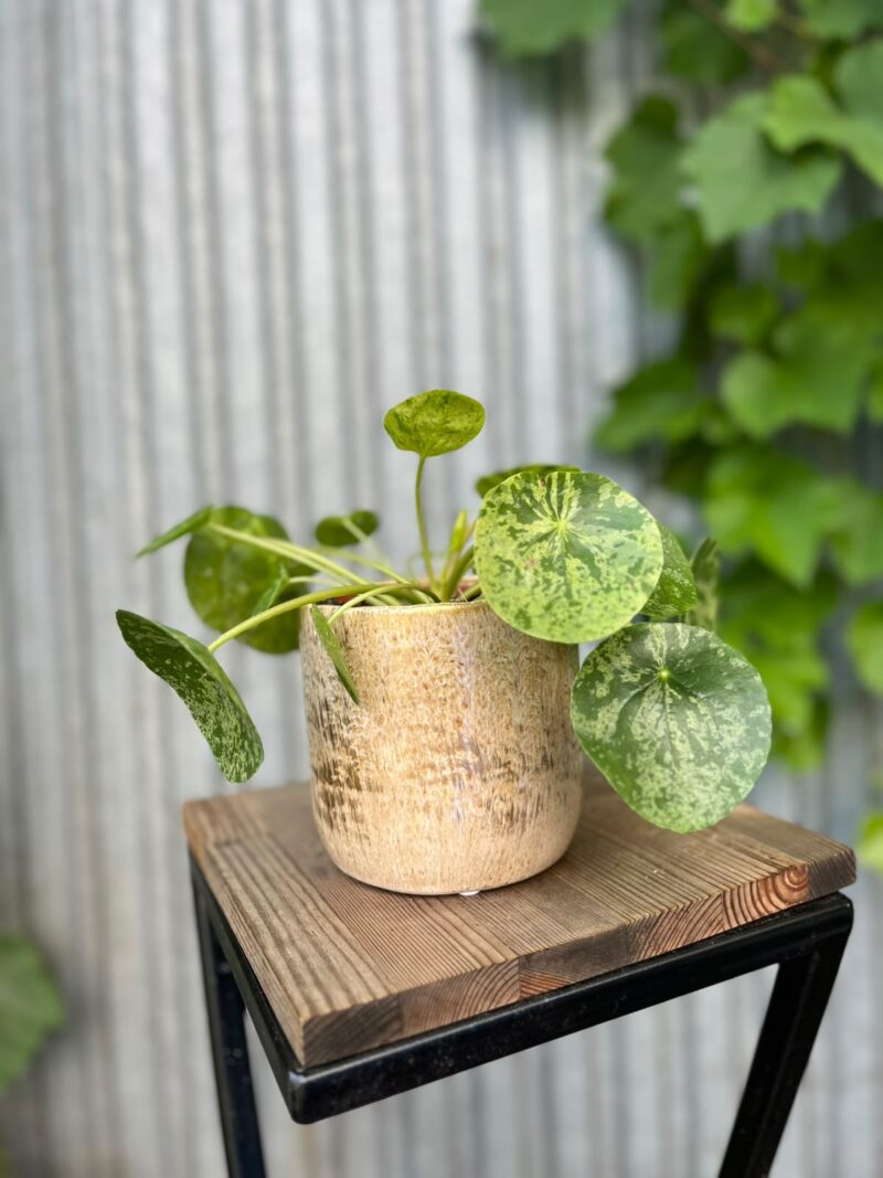 Pilea peperomioides Mohito | Pieniążek