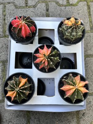 Kaktus Variegata Gymnocalycium Extra Variegata