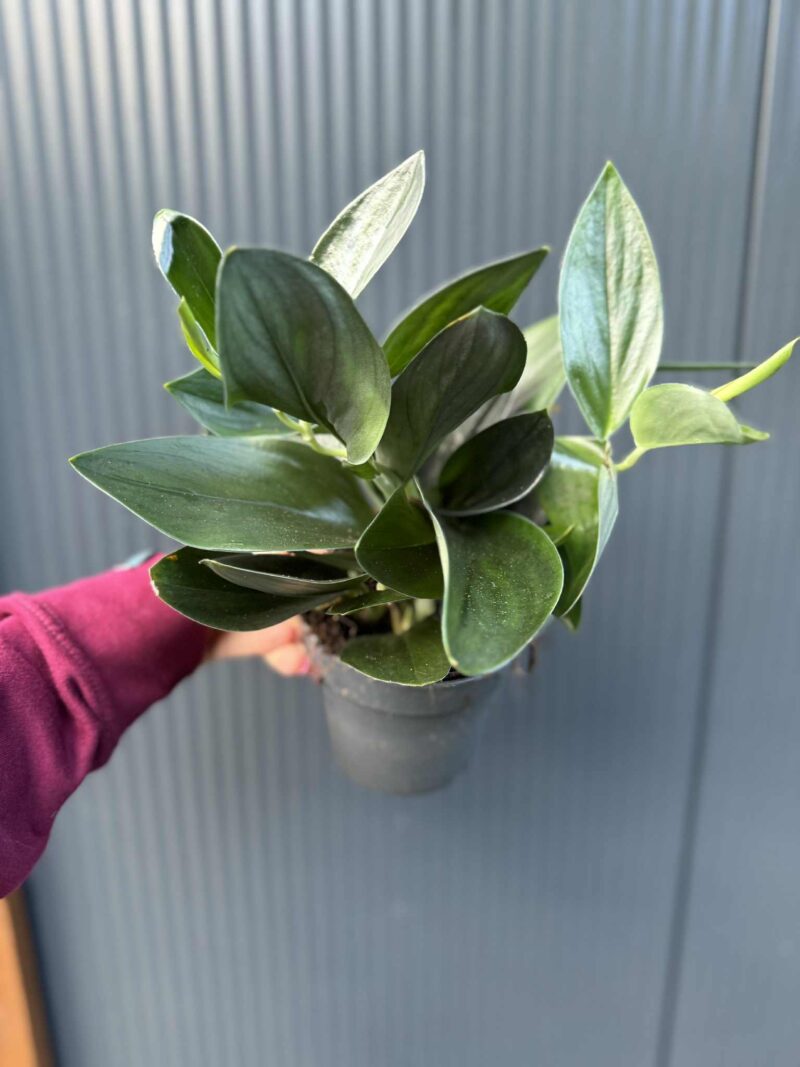 Scindapsus ‘Treubii Dark Form’ Scindapsus ‘Treubii Dark Form’