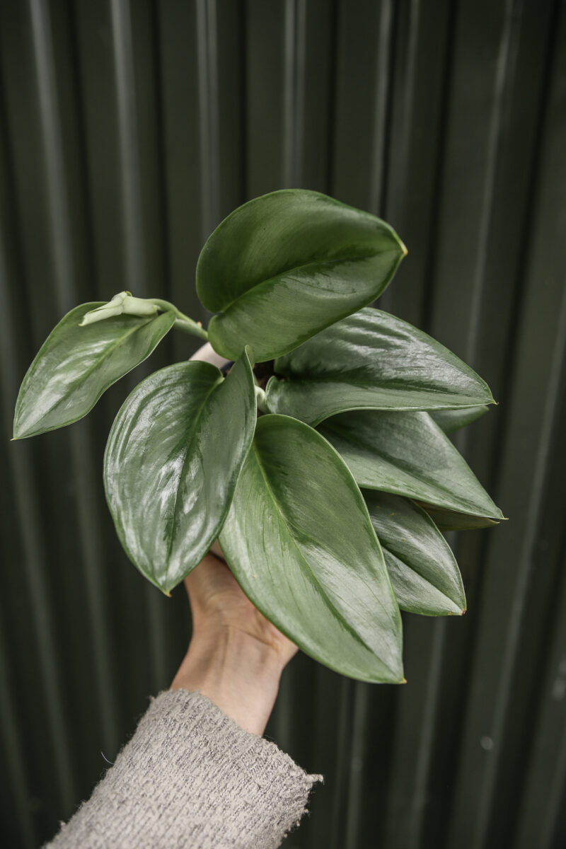 Scindapsus Moonlight Scindapsus Moonlight
