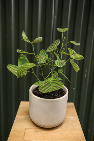 Christia obcordata