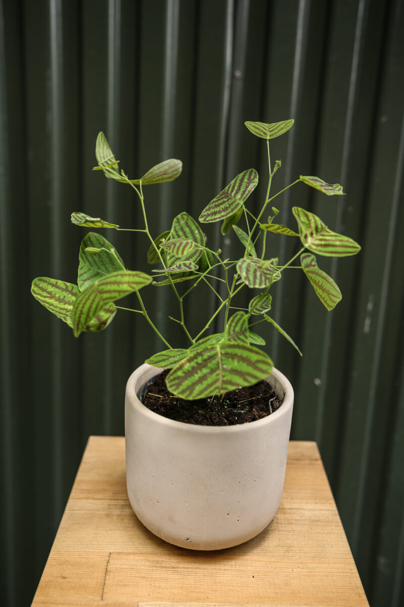 Christia obcordata
