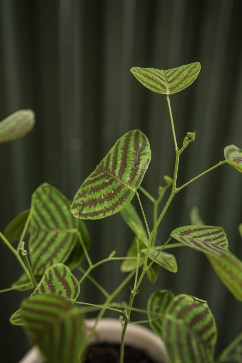 Christia obcordata