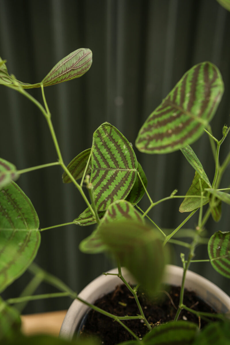 Christia obcordata