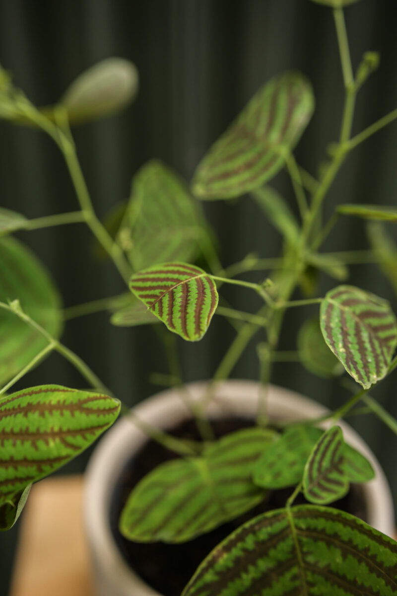 Christia obcordata