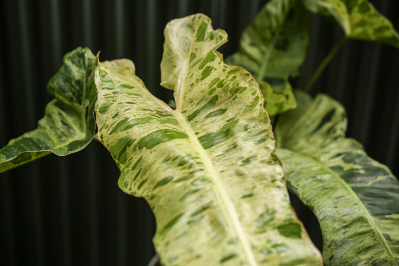 Philodendron Paraiso Verde