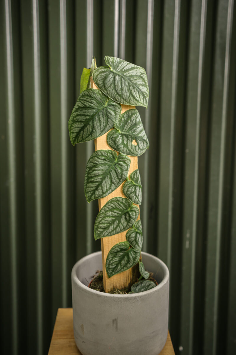 Monstera Dubia Monstera Dubia