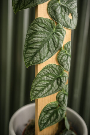 Monstera Dubia