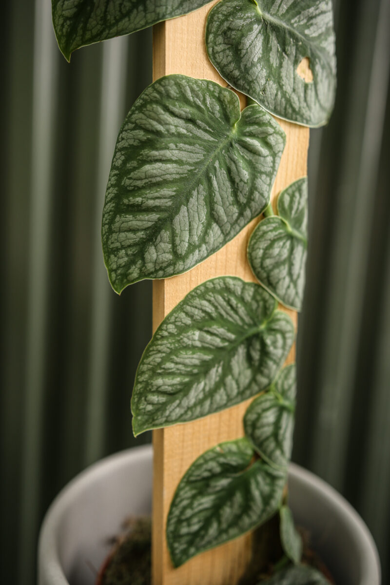 Monstera Dubia