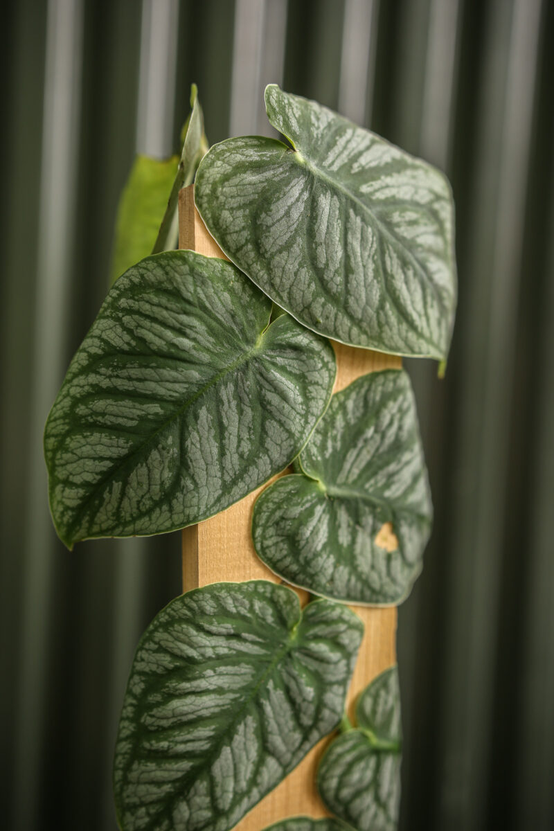 Monstera Dubia