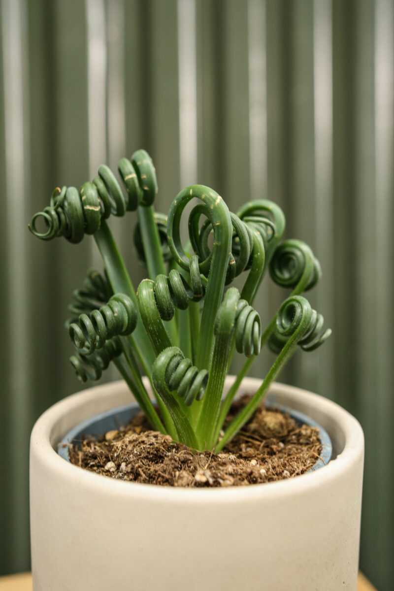 Albuca spiralis Albuca spiralis