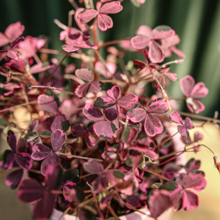 Oxalis Plum Crazy