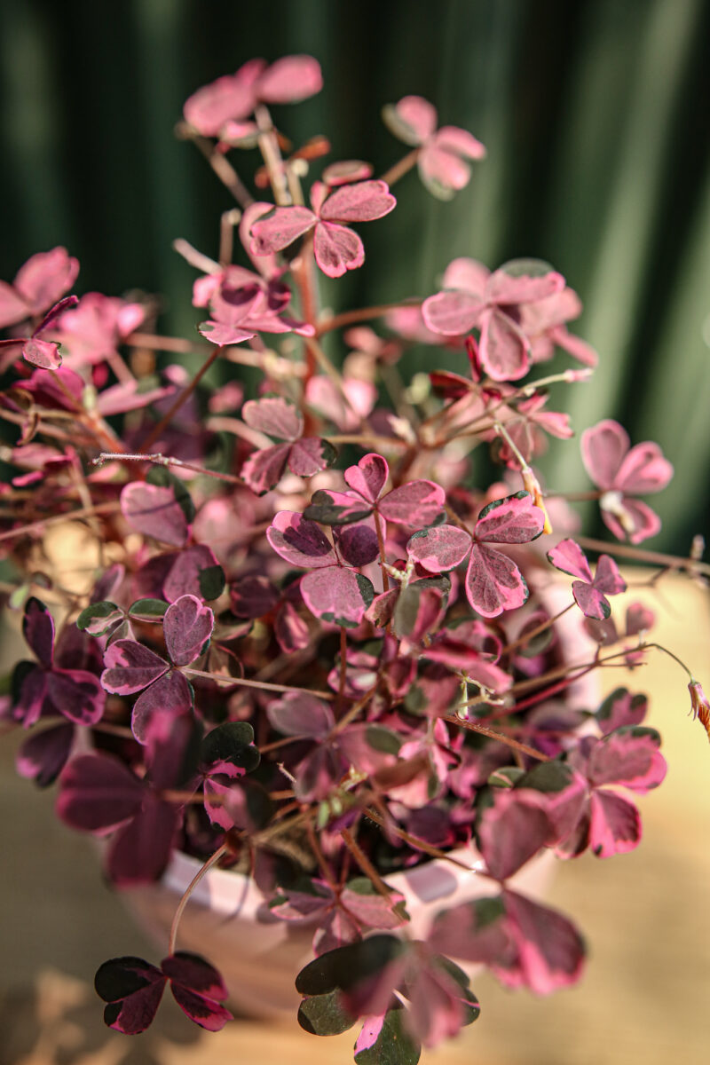 Oxalis Plum Crazy Oxalis Plum Crazy