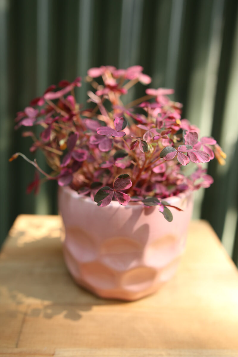 Oxalis Plum Crazy