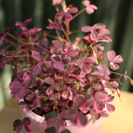 Oxalis Plum Crazy