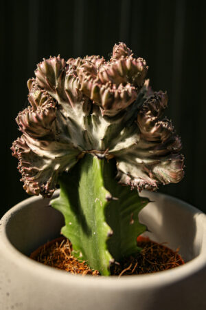 euphorbia lactea cristata