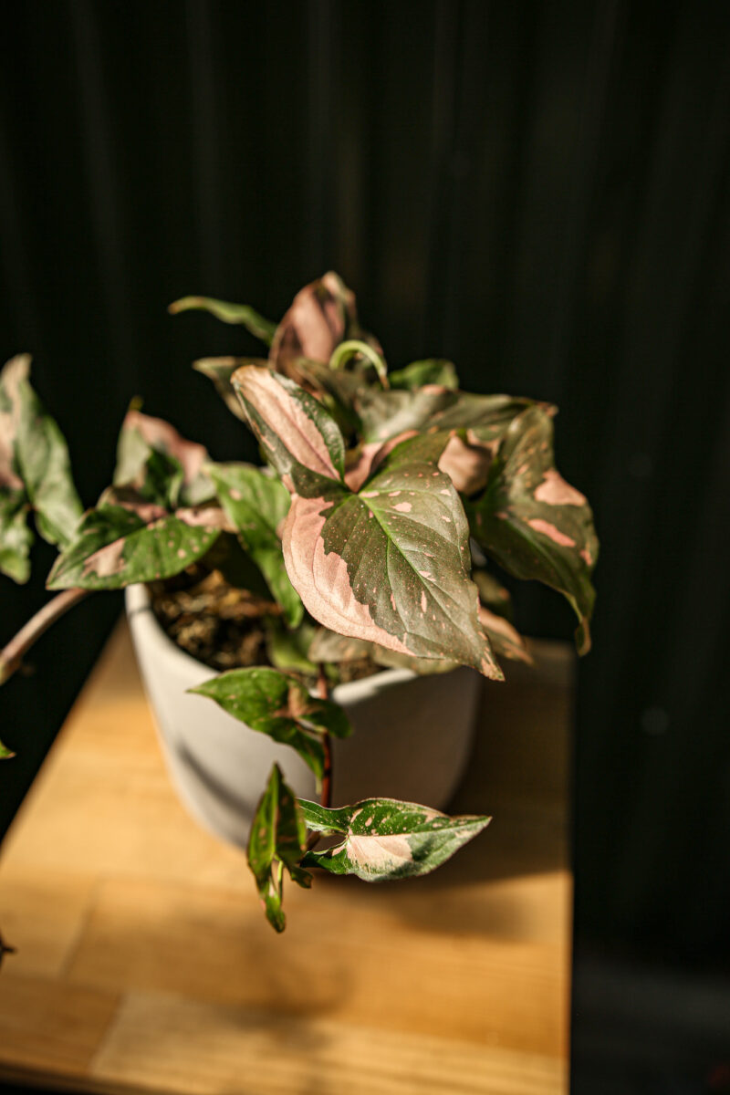 Syngonium Red Spot