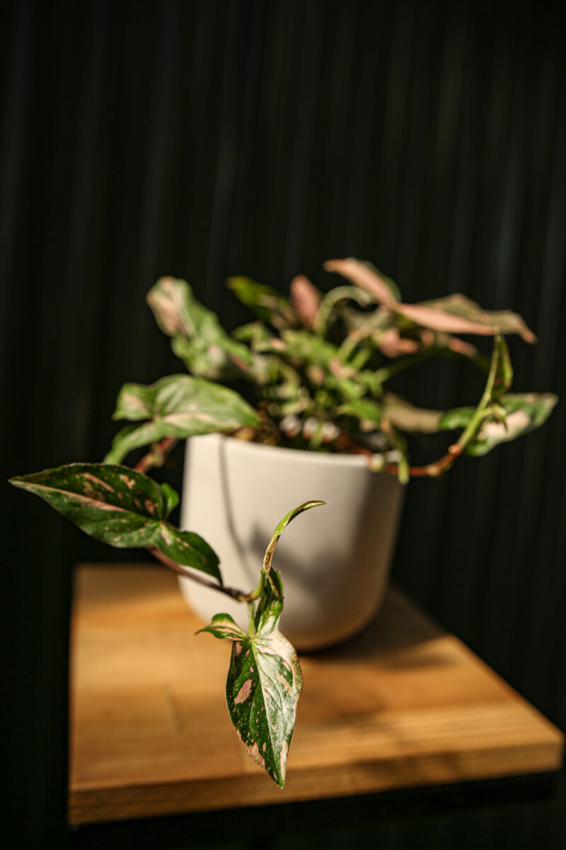 Syngonium Red Spot