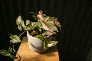 Syngonium Red Spot