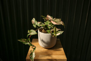 Syngonium Red Spot