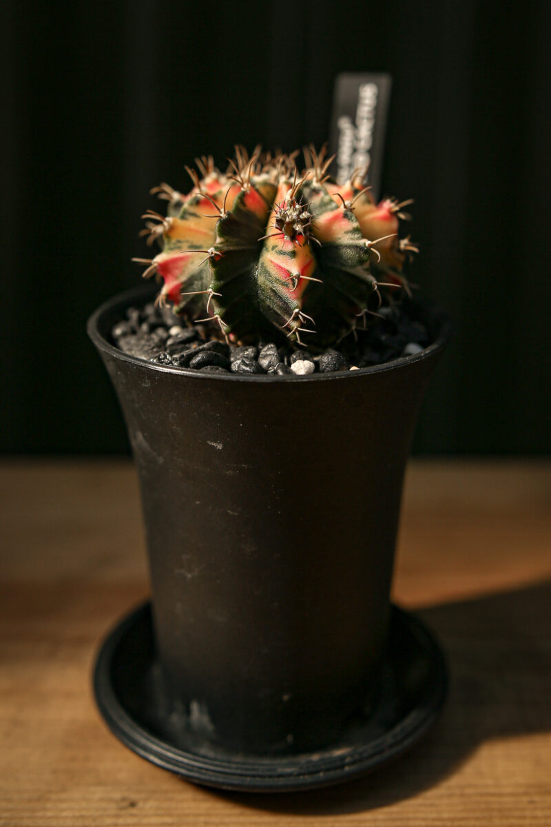 Kaktus Variegata Gymnocalycium Extra Variegata