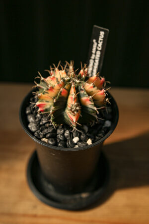 Kaktus Variegata Gymnocalycium Extra Variegata