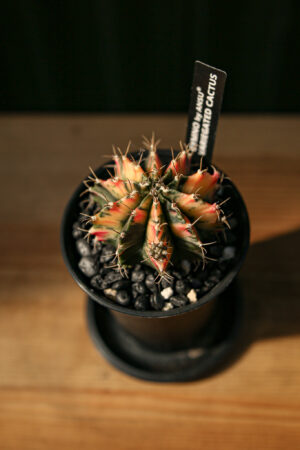Kaktus Variegata Gymnocalycium Extra Variegata