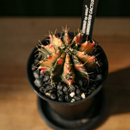 Kaktus Variegata Gymnocalycium Extra Variegata