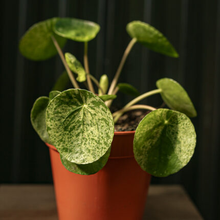 Pilea peperomioides Mohito | Pieniążek