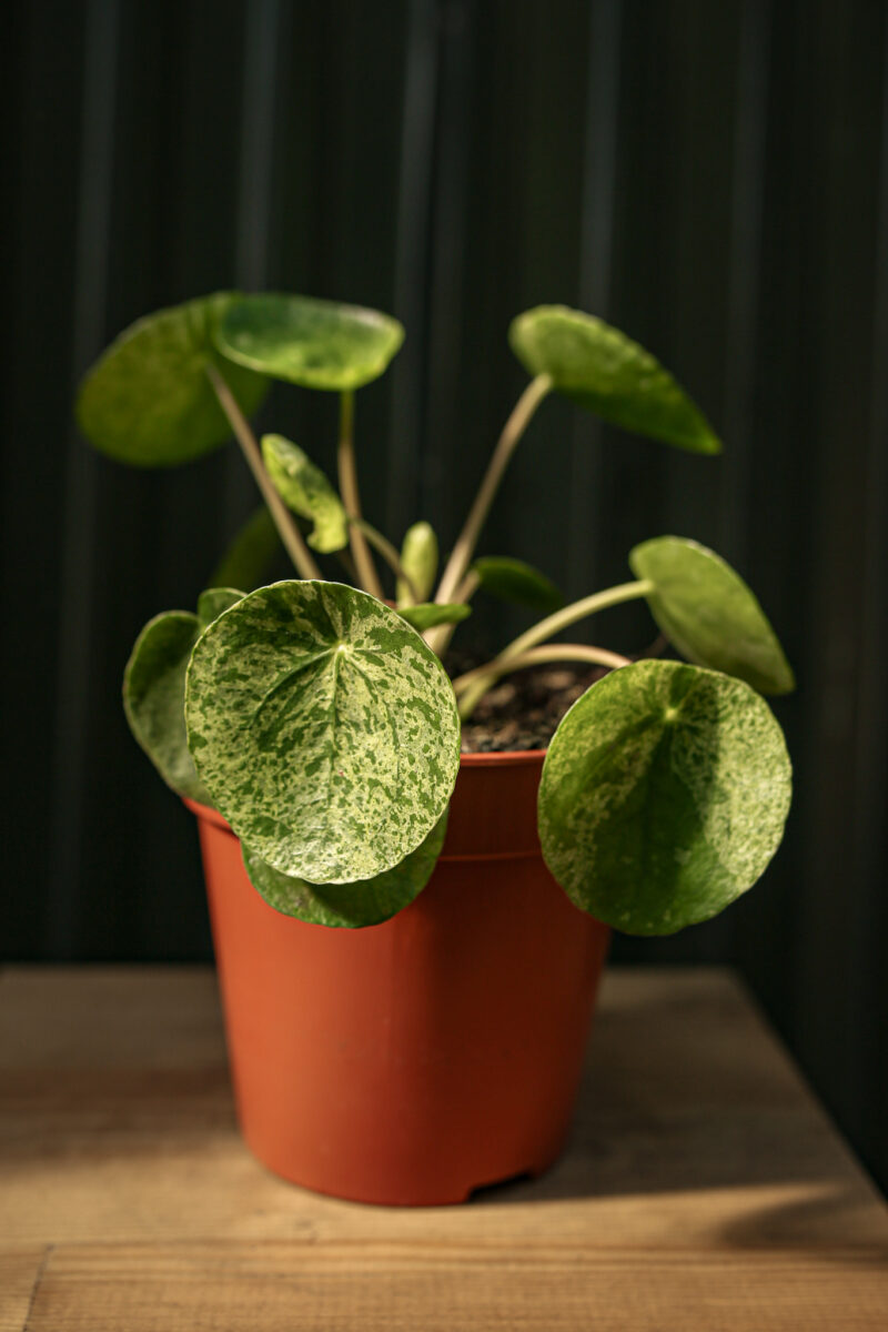 Pilea Pieniążek Mohito Pilea Pieniążek Mohito