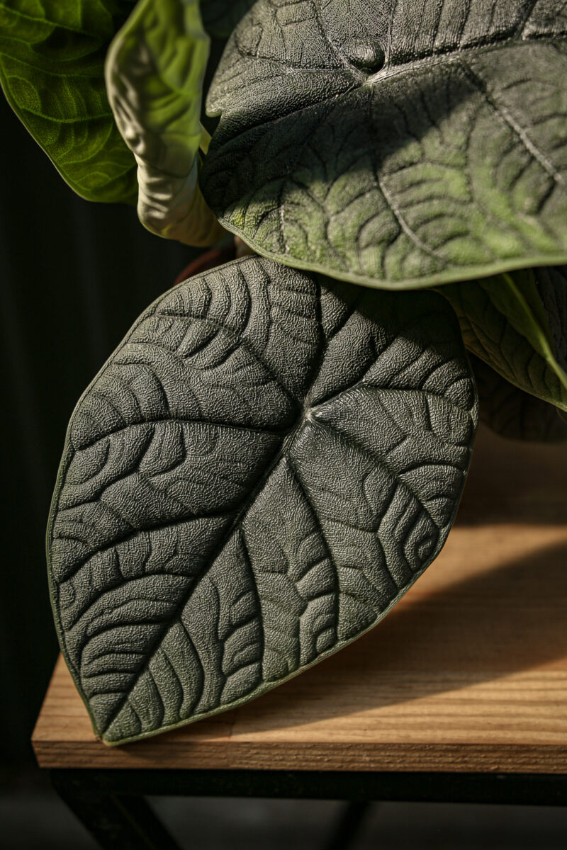Alocasia Melo Alocasia Melo