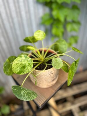 Pilea peperomioides Mohito | Pieniążek