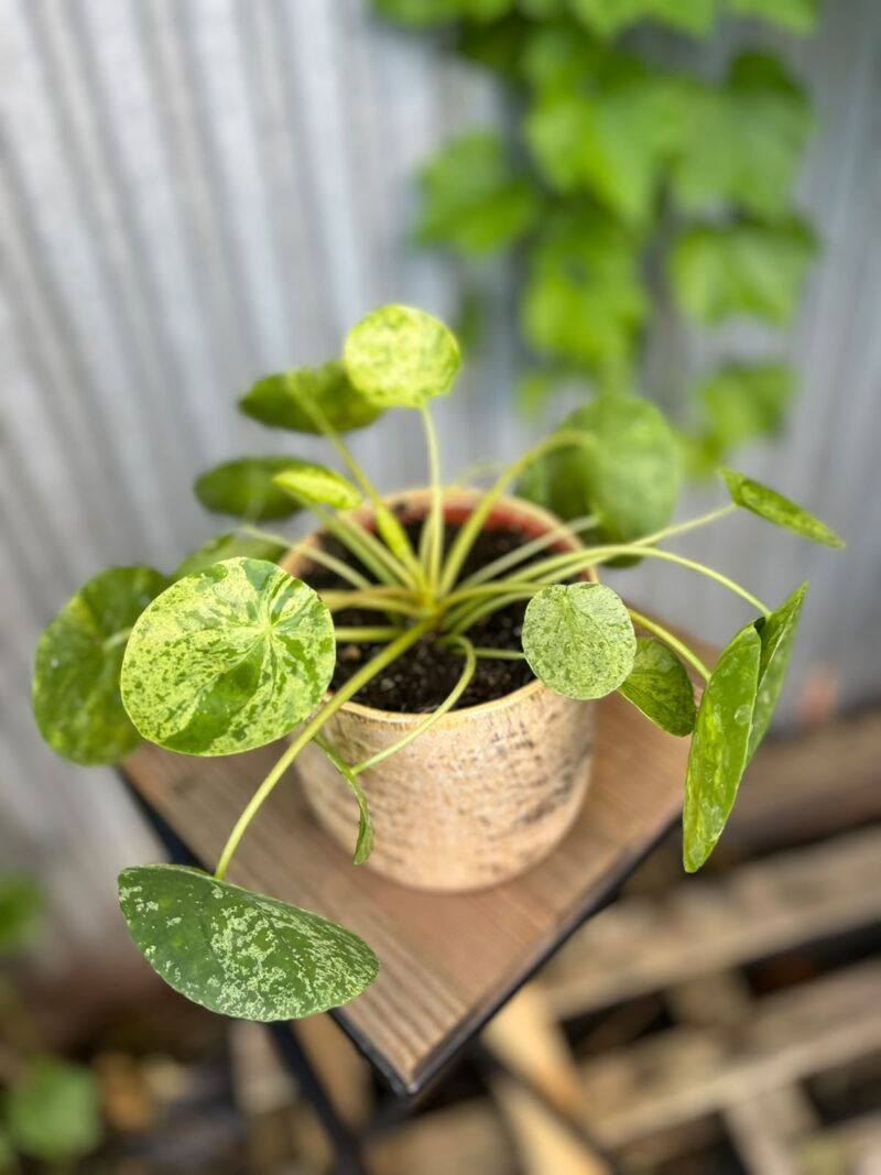 Pilea peperomioides Mohito | Pieniążek
