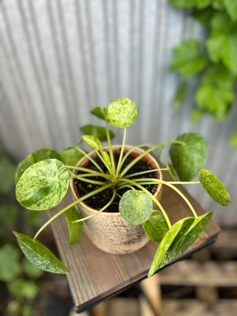 Pilea peperomioides Mohito | Pieniążek