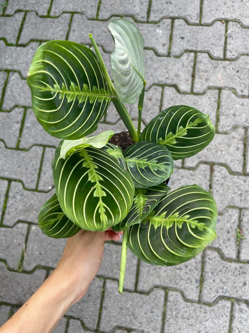 Maranta Lemon Lime Maranta Lemon Lime