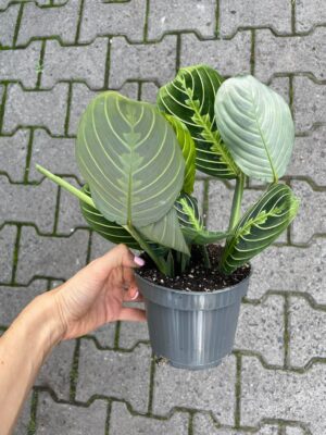 Maranta Lemon Lime