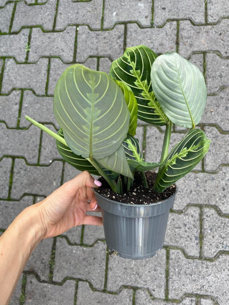 Maranta Lemon Lime