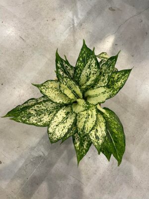Aglaonema ‘white kiwi’
