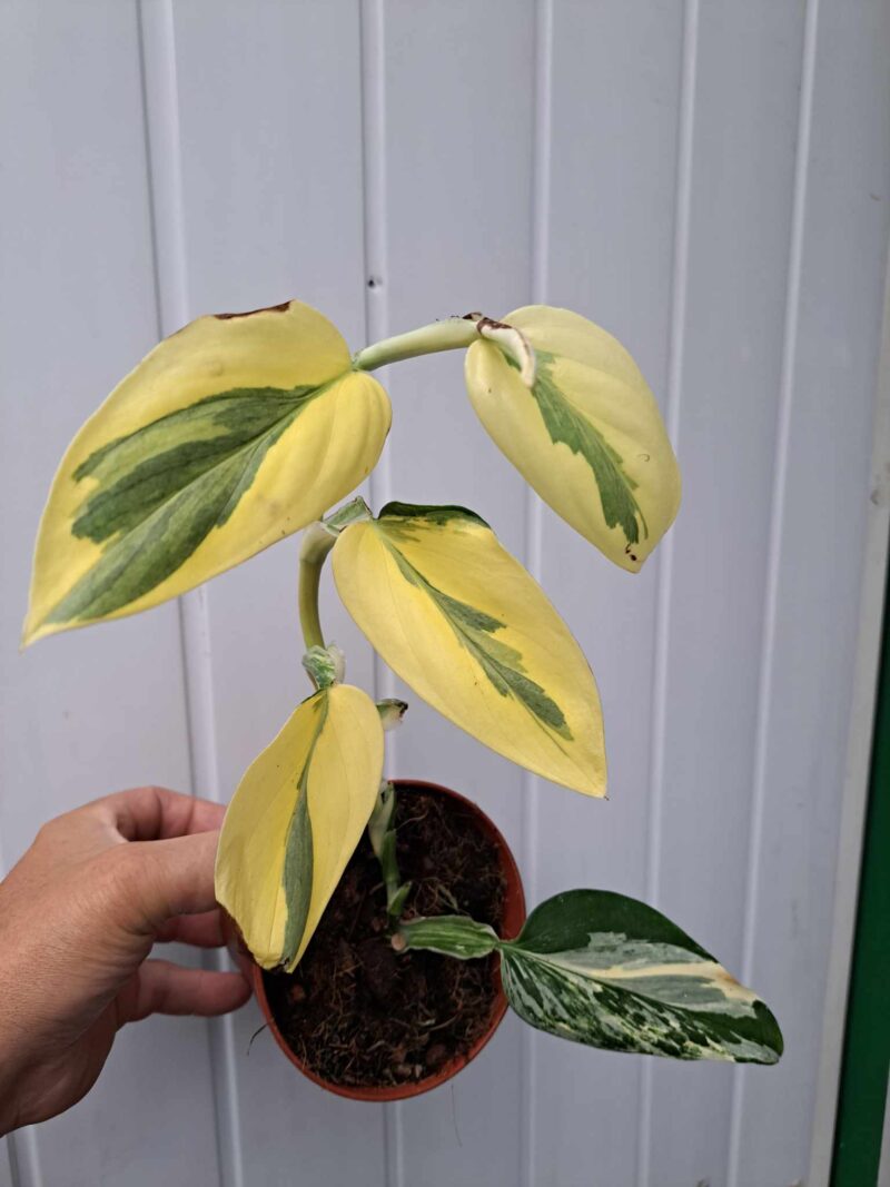 Philodendron Cobra ‘Monstera standleyana’ Philodendron Cobra ‘Monstera standleyana’