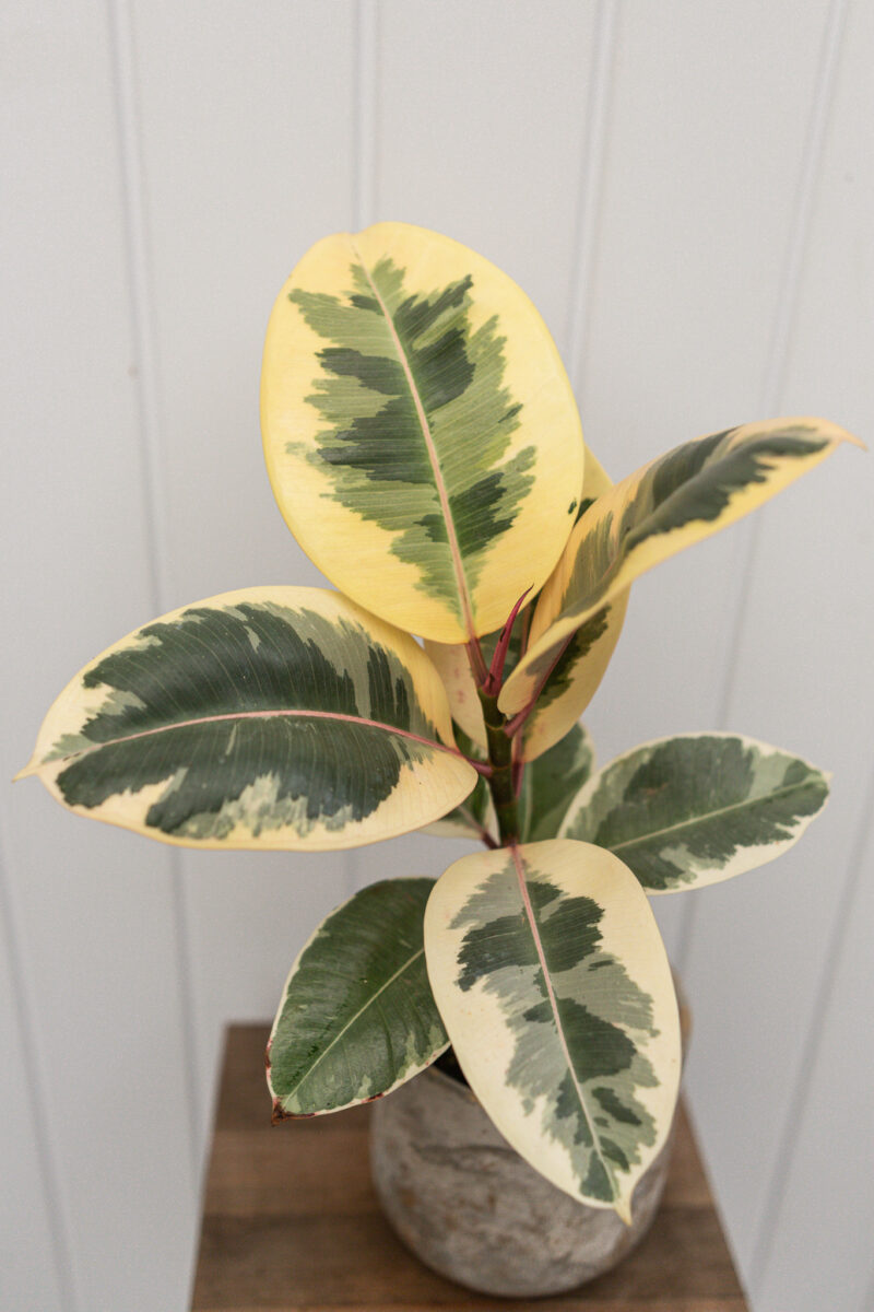 Ficus elastica ‘Tineke’ Ficus elastica ‘Tineke’