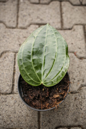 Hoya Latifolia