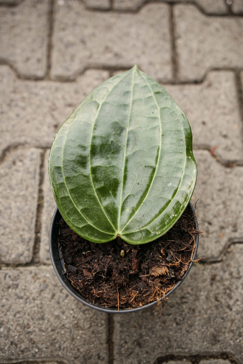 Hoya Latifolia
