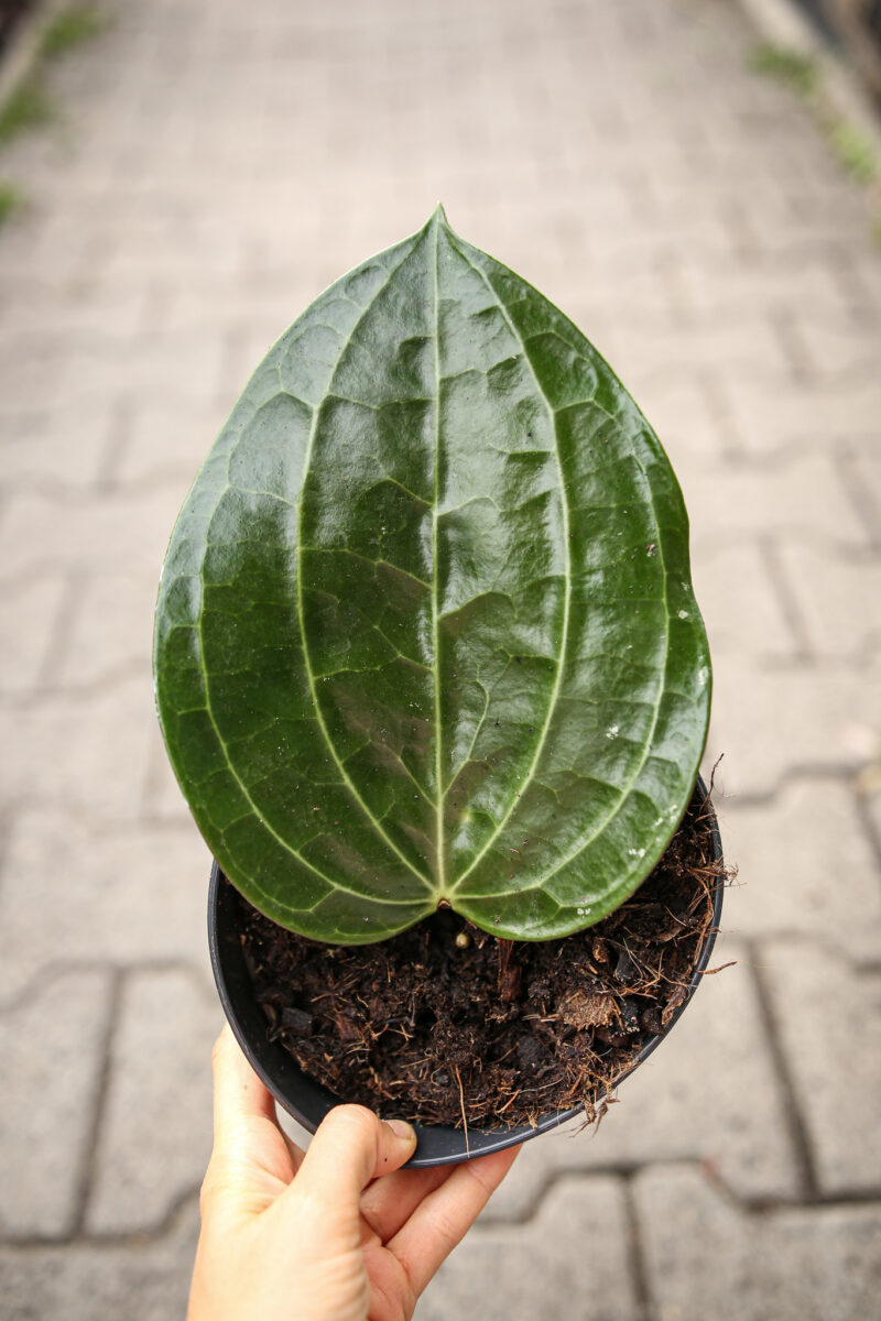 Hoya Latifolia