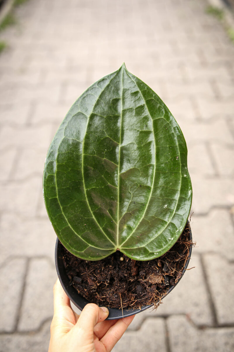 Hoya Latifolia