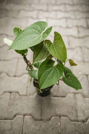 Dioscorea Bulbifera