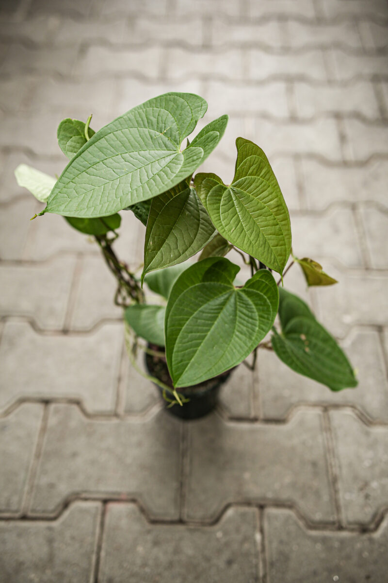 Dioscorea Bulbifera