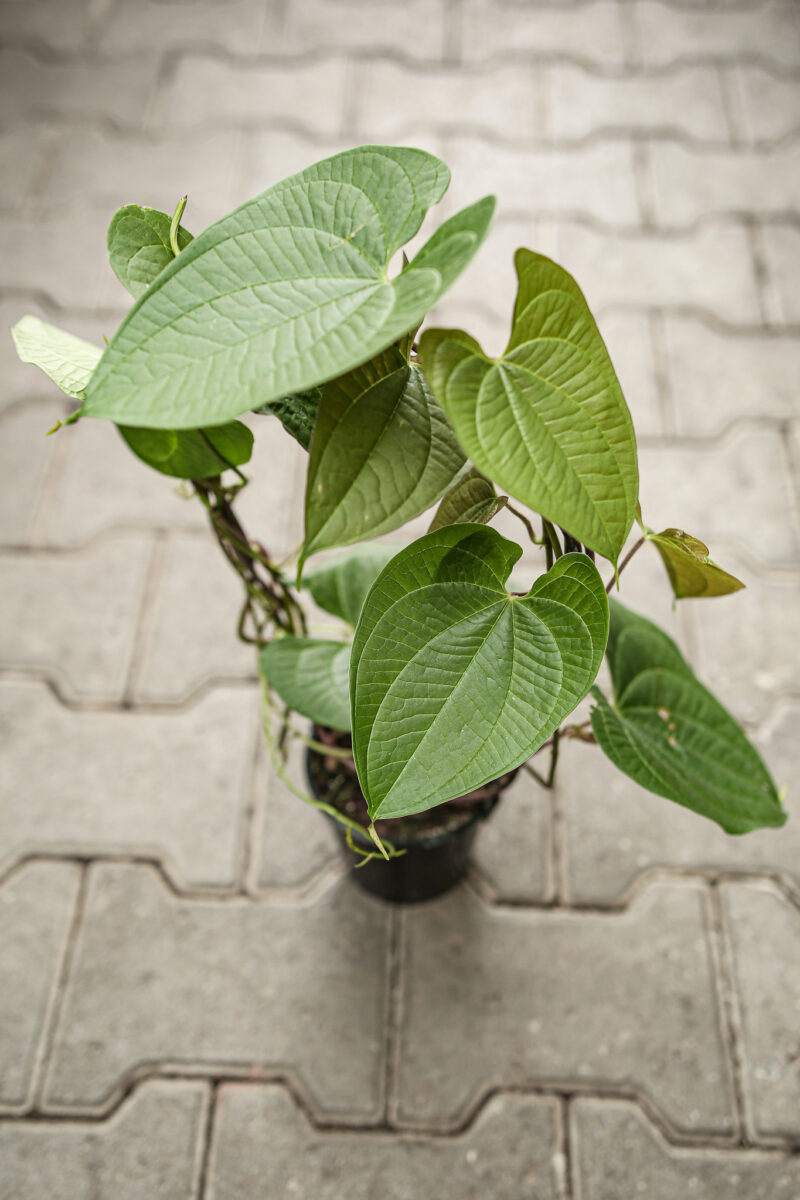 Dioscorea Bulbifera