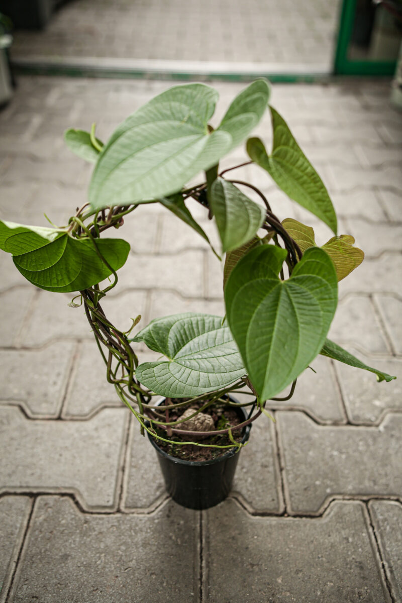 Dioscorea Bulbifera