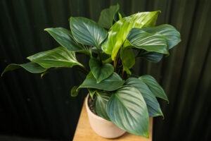 Homalomena ‘EMERALD GEM’